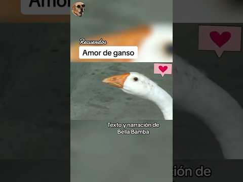 Amor de ganso #historiasdeanimales #animales #gansos