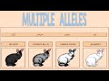 Multiple Alleles and Genetic Principles