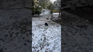 A Wildcat and his dog