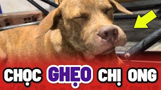 Lại 1 thanh niên Chó ghẹo chị Ong Nâu Nâu và cái kết SƯNG MỎ 😂