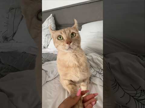 Опять собрался драться) часть 2