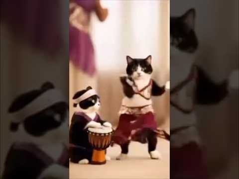 راقصه القطه😂#sister