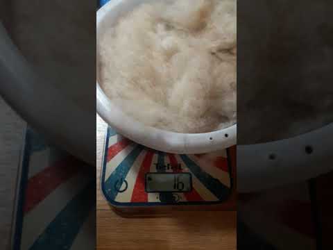 Чтоб ниточка была однотонная.Шерсть собак сначала взвешиваю, потом буду  смешивать и расчесывать.