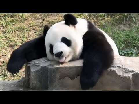 Qué Pasa con los Pandas I Mini documental