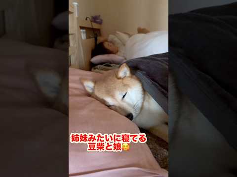 枕と毛布使って人間みたいに寝てるの可愛い🥰 #dog #shibainu #shiba#柴犬#豆柴#3歳 #shorts