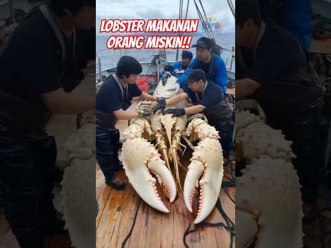 Lobster Makanan Orang Miskin!! DULU TAPI