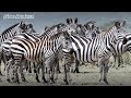 Zebra Migration Challenges and Ecosystem Impact