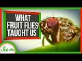 Understanding Fruit Flies in Scientific Research