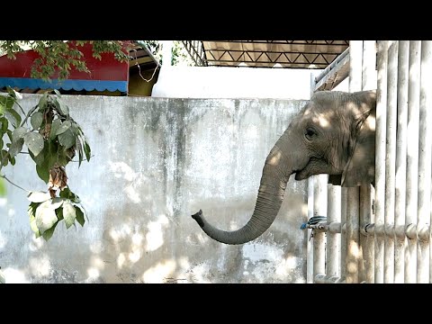 Elephant's heartbreaking reaction to her sister passing