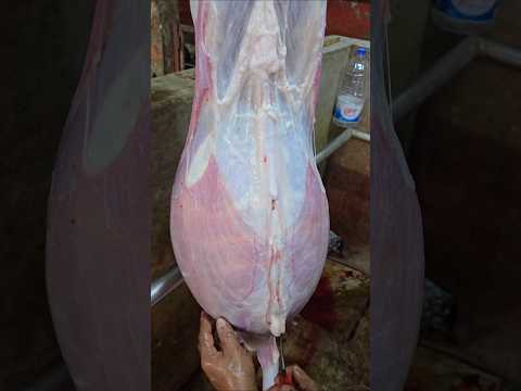 Big Goat Pakostoli Remove #trending #shorts #youtubeshorts