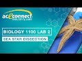 Exploring Sea Star Anatomy