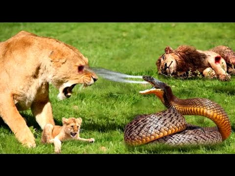 عالم الحيوان "مواجهة مثيرة! 🦁 لبؤة شجاعة تدافع عن صغيرها من أفعى عملاقة 🐍"صراع البقاء #عالم_الحيوان