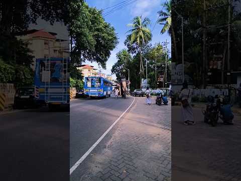 എന്നെ വട്ടം വെക്കാതെ വഴിമാറിപോകുന്നതാ നല്ലത് 😱😱😱#shortsfeed #shorts #viral