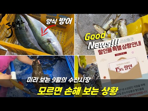 모르면 손해보는 상황 ~ 돈 아끼는 방법!!! 이게 벌써 나온다고?   [미리보는 9월의 수산시장]