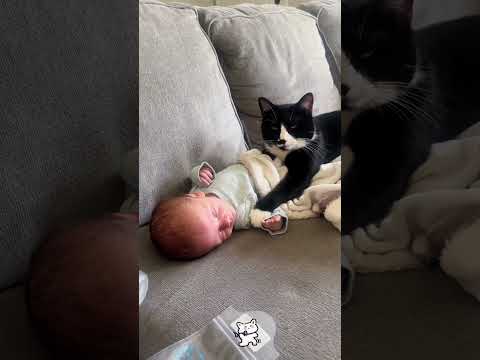My cats can understand English well #cat #animals #funnyvideo #usacats #mycat #cute #fyp