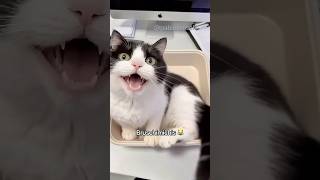 BRUSCHIMICHIS 385 😹