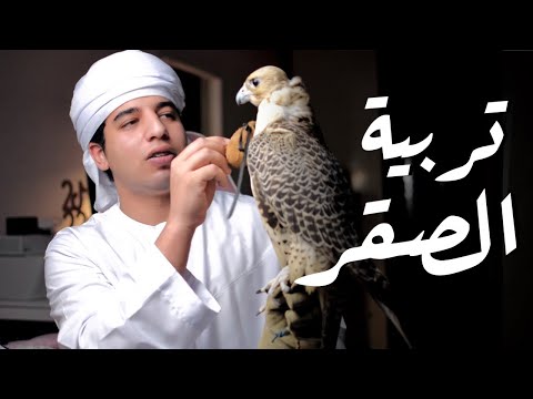 “أسرار تربية الصقور: نصائح أساسية للمبتدئين”