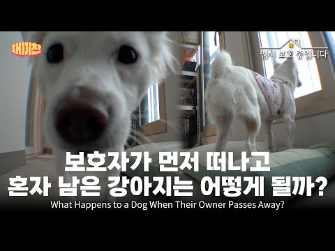 보호자가 세상을 먼저 떠난 뒤 홀로 남겨진 강아지 Dog left alone after owner passed away