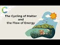 Ecosystem Components and Energy Flow