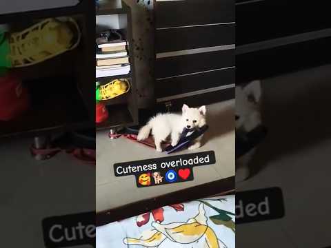 Cuteness overloaded #dog #cute #pets #ytshorts #trending