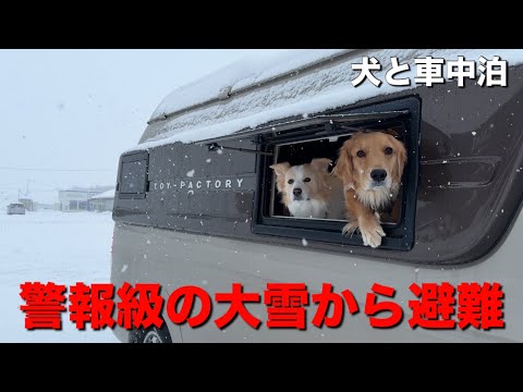 10年に一度の災害級の大雪..身の危険を感じて犬と避難した場所...【ボーダーコリーゴールデンレトリバー】