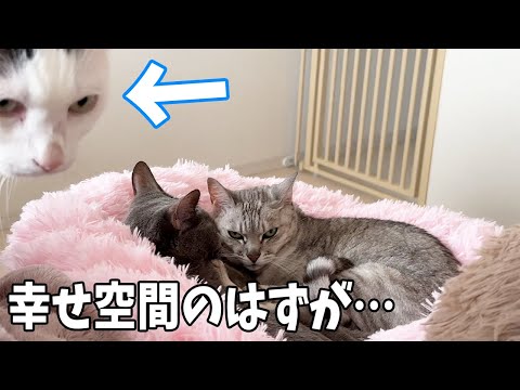 仲良くお昼寝してる猫たちを撮ろうと思ったら…ｗ