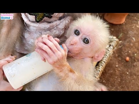 A Fun Day with Obi and Dad Taking Care of Animal Friends | ANIMALS LIFE