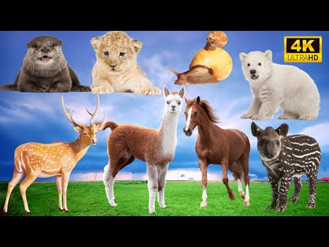 Sweet Wildlife Compilation: Otter, Lion, Bear, Deer, Horse, Snail, Hyena - Nature's Sounds