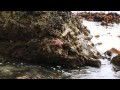 Tides and Tide Pool Ecology