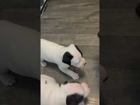 Best video EVER!! #pittielove #funnydogs #tapdance #hunk #puppytraining #dog #puppy