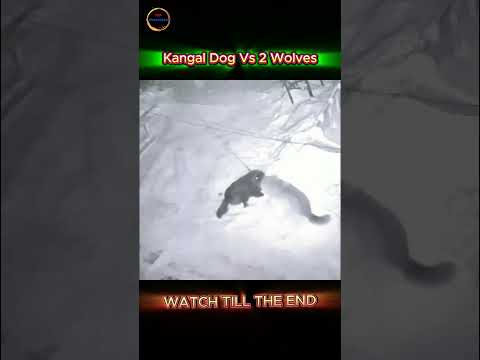 Wolf vs Kangal—Can the Strongest Dog Face the Wild Hunter?