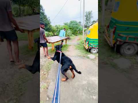 Angry Rottweiler Sudden Attacked 😱 #wildlifemax #rottweiler #attack #power #dangerousdog #shorts
