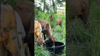 Importante agua siempre disponible para el ganado 🐮