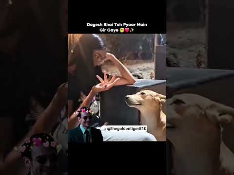 Dogesh bhai in love😍 #shortsfeed #shorts #viral #dog #doglife #cuteanimals #cute #love #cutedog