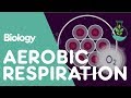 Understanding Respiration