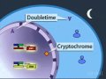 Double Time Kinase and Period Protein
