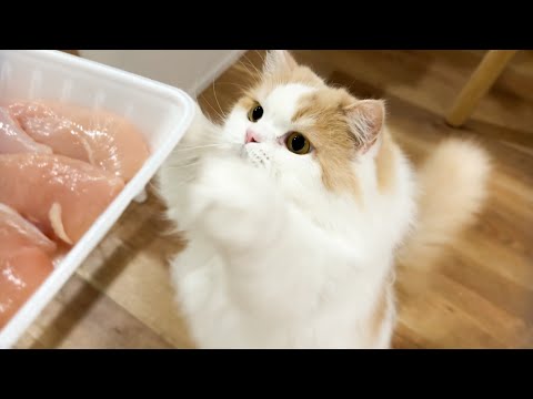 ほっぺが落ちるほど美味いササミごはんを作ったら猫と犬が大興奮でかわいすぎました！
