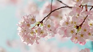 Mein Frühlings-Walzer in h - moll mit einem Video von meinem lieben Liebling ⚘️❤️😍