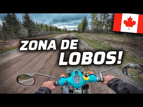 ENTRO EN TERRITORIO DE LOBOS Y ACAMPO EN MEDIO DEL BOSQUE👀😱 | CANADÁ🇨🇦
