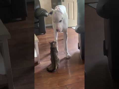 Cats vs dogs #dog #cat #funny#anime