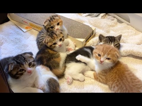 久々に子供達と感動の再会したパパ猫がこちらです。