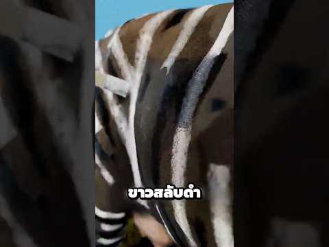 ทุกคนคิดว่าเขาเพี้ยน☠️ที่ทาสีวัวเป็นม้าลาย