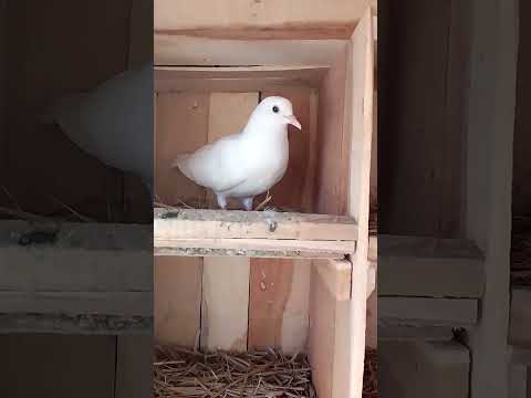 #pigeon #raise pigeons #house #shorts 🕊️🕊️👺🕊️🦅🦅🕊️🕊️🧑🦳 #status #kabutar #kabootar #birds