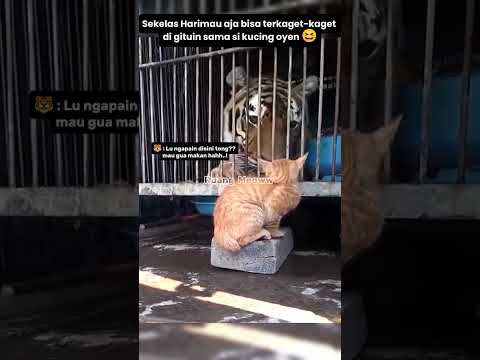 Sekelas Harimau aja takut sama kucing Oyen😂#shorts #kucing #funnycats #shortsvideo #catlovers