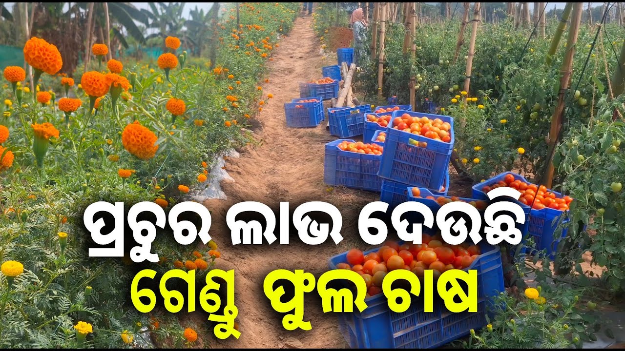 ୟୁଟ୍ୟୁବ୍ ଦେଲା ରୋଜଗାର, ଟମାଟ ଓ ଗେଣ୍ଡୁ ଫୁଲ ଚାଷ କରି ଆତ୍ମନିଭରଶୀଳ ହେବା ସହ ଅନ୍ୟକୁ ଦେଉଛନ୍ତି ରୋଜଗାର