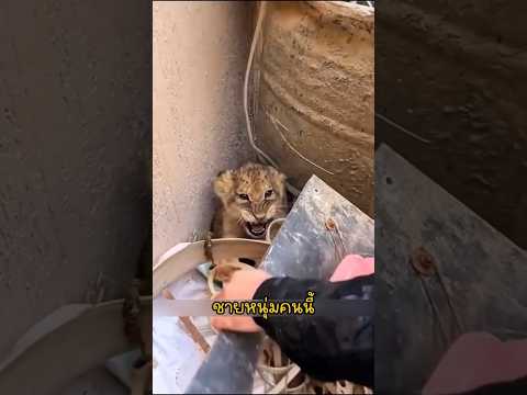 นี่คือสิงโตจรหรอ? #สัตว์โลกน่ารัก