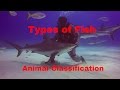 Fish Classification and Characteristics