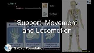Support, Movement and Locomotion