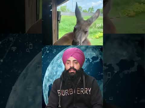 "Kangaroo: The Unlikely Water Killer" #WaterKangaroo, #KangarooConservation, #WaterConservation,