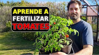Fertilización de tomates para ACELERAR su crecimiento. Cuidados de plantines y trasplante definitivo